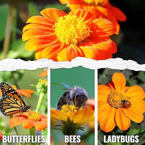 Seed Needs Mexican Sunflower Seeds to Plant Cut Flowers - 2 Packs - Image 2