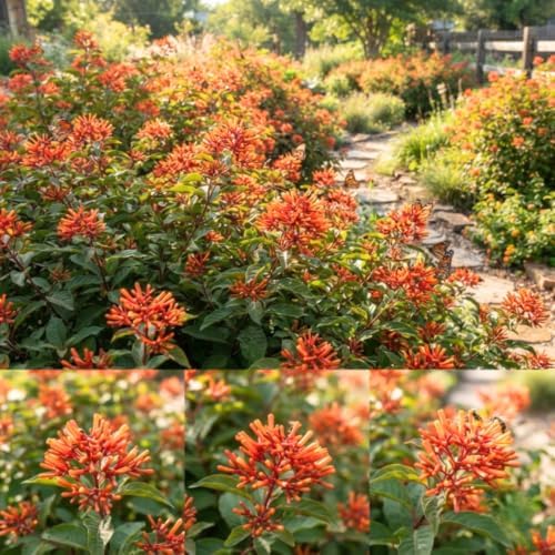 Set 2 Hamelia Firebush Live Plants, Red Orange Flowering Shrubs, 4-6" Tall - Image 3