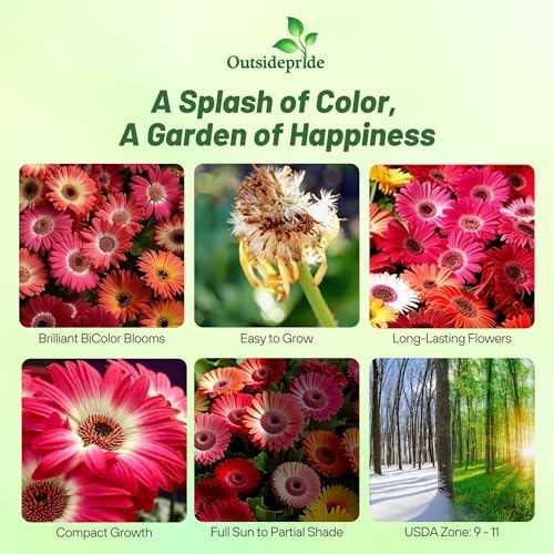 Outsidepride Bicolor Mix Gerbera Seeds - 20 Pcs Perennial, Compact & Low Maintenance, Flower Seeds for Planting w/Vibrant Mixed Blooms, Ideal for Garden Landscaping & Cut Flower Arrangements - Image 2