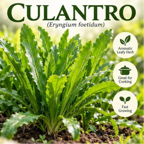 3000+ Culantro (Ngò Gai) Heirloom Herb Seeds, Eryngium Foetidum - Image 2