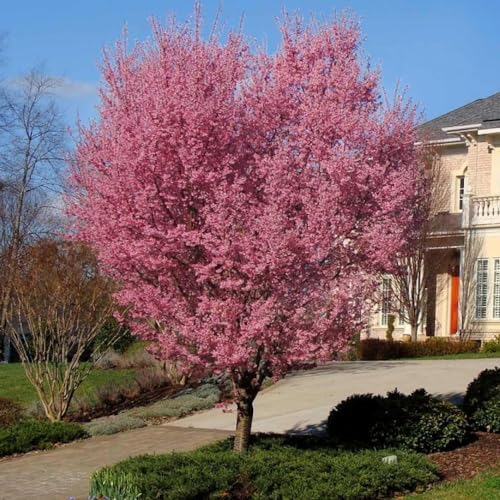 Pink Cherry Blossom Tree Plant, 8-12" Tall Cherry Blossom Tree Live in Pot by UIOTER