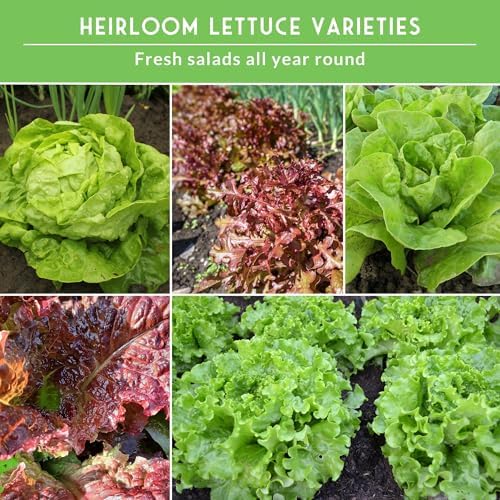 Lettuce Seeds for Planting | 10 Heirloom Lettuces Collection - Image 4