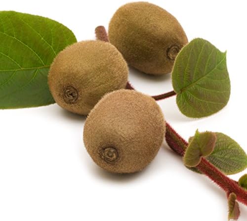 Vincent Female Kiwi Live Vine Plant - Actinidia chinensis by Wellspring Gardens - Grow Your Own Kiwi Fruit Vines on a Fence, Container or Trellis - Starter Plant - Image 4