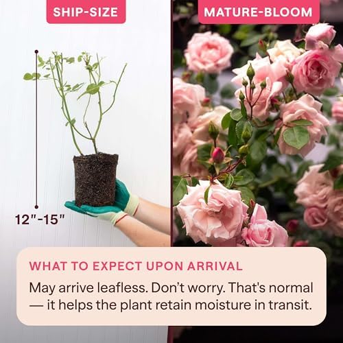 Heirloom Climbing Roses, Live Own Root Plant, New Dawn™ - Image 2