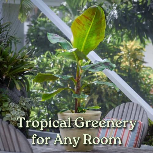 Tropical Plants of Florida Dwarf Cavendish Banana Tree Live Plant 3 Gallon Nursery Pot, 28 to 38 Inch Tall Edible Banana Plant, Tropical Patio Outdoor Tree - Image 5