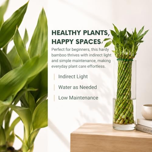 Live Hurricane Bamboo Plant - Air-Purifying Live Indoor Houseplants Flowers - Image 3
