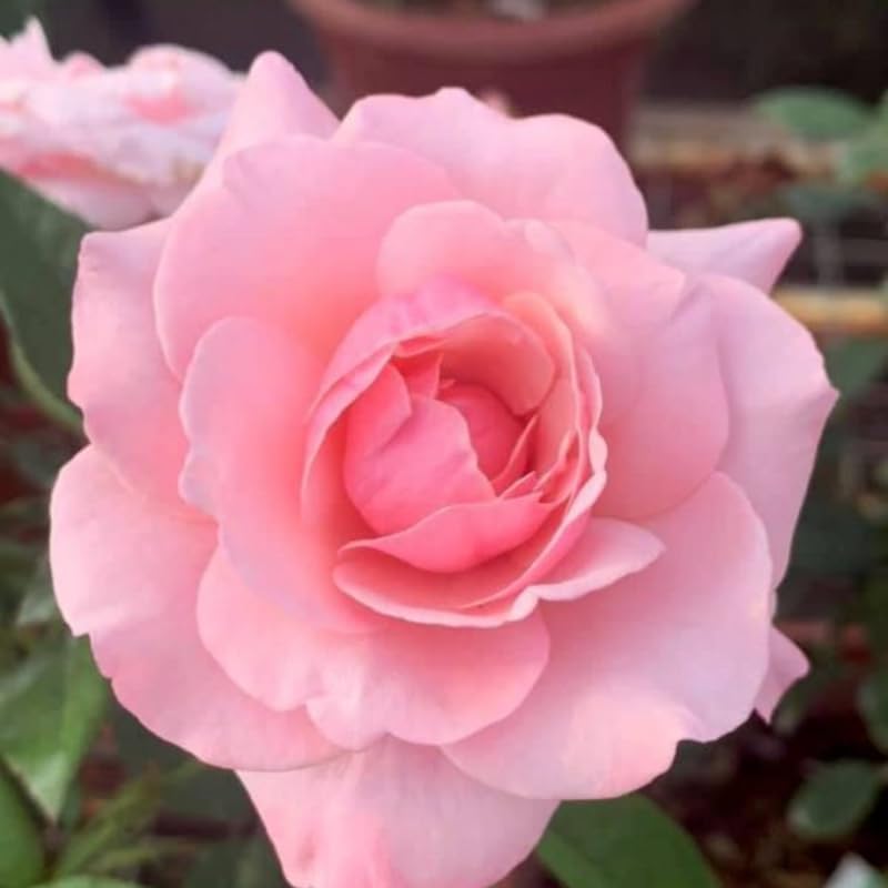 Pink Climbing Rose Plant Live, Patio Container Rose Plant, 5-9 Inch Tall - Image 5