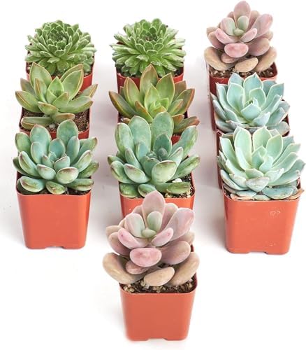 Shop Succulents Rosette Succulent Plant Pack Collection - Live Mini Succulent Plants, Low Maintenance, Floral Shaped Mix of Colors & Textures - Wedding and Party Favors, Gift & Garden, Pack of 10 - Image 2