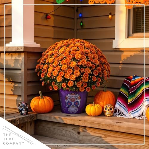 Chrysanthemum (Purple Skull Deco Pot), Orange Blooms, Live Fall Flowering Perennial, 15" Tall by 12" Wide in 3 Qt Pot - Image 7