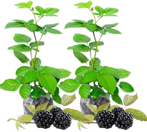 2 Sweet Pie BlackBerry Live Plants, Thornless Berry Plant, 5-8" Tall - Image 2