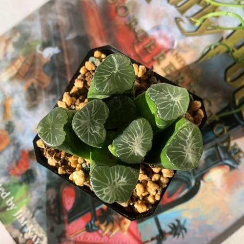 Haworthia Maughanii-Sacred Spring Rare Live Succulent Plants, 2.5" Bare Root Without Pot & Soil, Garden Indoor Office Desk Baby Shower Decoration, Friend Plant Lovers Gifts - Image 3