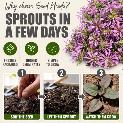 Seed Needs Lemon Mint Seeds to Plant an Herb Garden - 10 Packs - Image 5