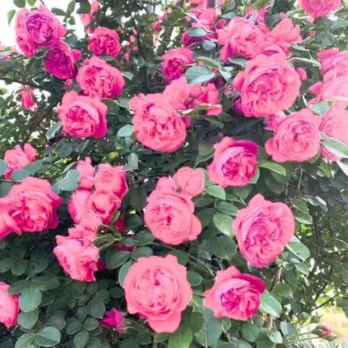 Deep Pink Climbing Rose Live Plant, Hardy, 5-10 Inch Tall - Image 6