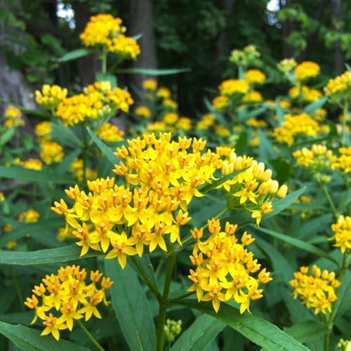 2 Yellow Milkweed Live Plants, Asclepias Tuberosa, 4-6 Inch Tall - Image 5