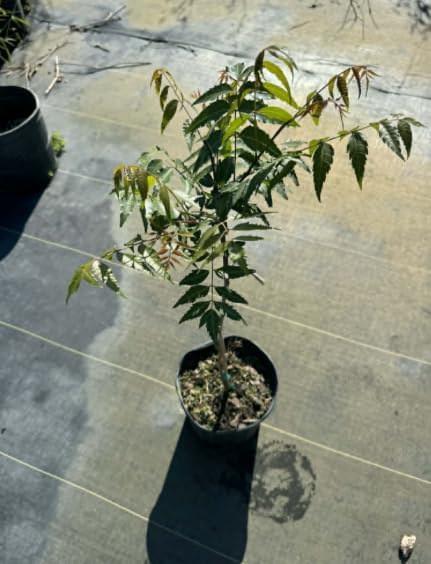 Live Neem Tree Plant 12 to 16 Tall, Tropical Green Neem Tree with White Blooms for Home Garden, Patio and Landscape, No in CA - Image 5