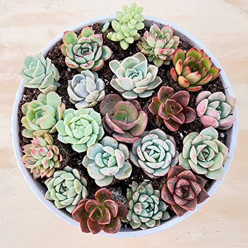 Sprout N Green 1 Assorted Succulents with Root Without Plant Pot - Image 2