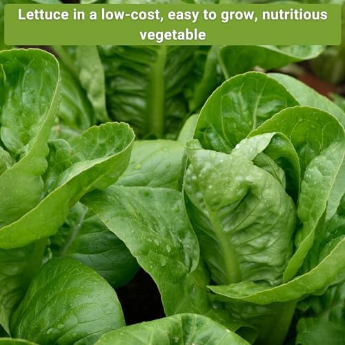 Sow Right Seeds - Large Lettuce Seed Collection for Planting Vegetables - Image 4
