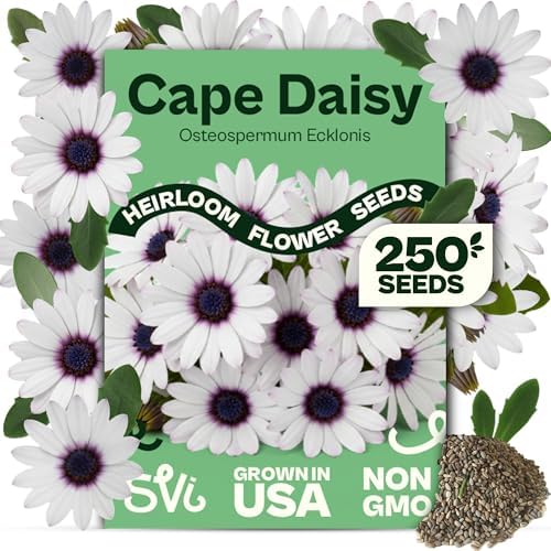 SVI 250 Cape Daisy Seeds (Osteospermum ecklonis) – African Daisy Seed Packets, Heirloom Daisies Flower Seed with Purple Eyes – Long Blooming Annual Cut Flower Seeds Packets, Outdoor Garden, Containers by SVI