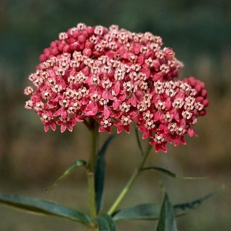 2 Deep Red Butterfly Milkweed Plants Live, Flowering Plant, 4-9 Inch Tall - Image 6