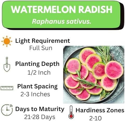 Watermelon Radish Seeds for Planting - Heirloom Non-GMO - Image 4