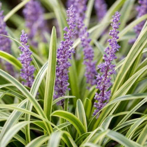 Variegated Liriope | 54 Large 4 Inch Pots | Liriope Muscari Variegata | Ornamental Ground Cover Plants | Evergreen Foliage - Image 3
