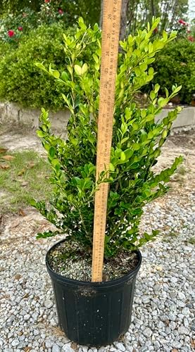 Wintergreen Boxwood Live Plant, 3 Gallon, Evergreen Hedge Shrub - Image 2