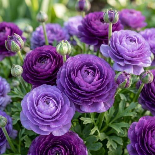 25 Purple Ranunculus Bulbs, Garden Flower Bulbs by GardenNurserySince1996