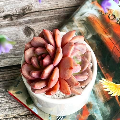 Echeveria Ariel Rare Live Succulent Plants, 2 Heads 3" Red, Bare Root Without Pot & Soil, Garden Indoor Office Desk Baby Shower Decoration, Friend Plant Lovers Gifts - Image 2