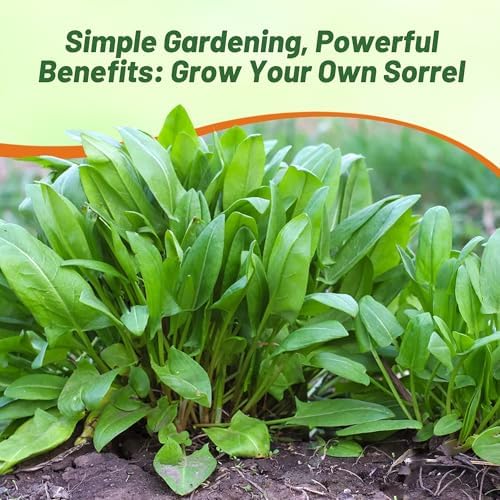 Outsidepride Sorrel Seeds - 10,000 Pcs Perennial, Easy-to-Grow, Drought and Frost Tolerant Herb & Microgreens for Culinary Use, Pollinator Gardens, and Outdoor Landscaping - Image 6