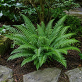 20 Christmas Fern Bare Root Live Plants (Polystichum acrostichoides) by Unknown