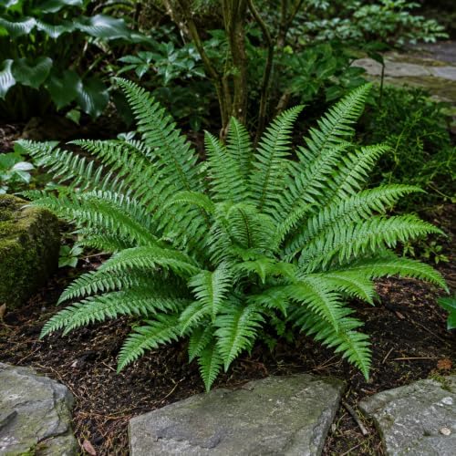 20 Christmas Fern Bare Root Live Plants (Polystichum acrostichoides) by Unknown