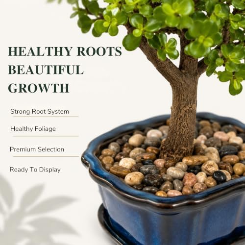 Jade Bonsai Tree Live Plant, Easy Care Indoor Succulent Houseplant - Image 4