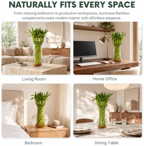 Live Hurricane Bamboo Plant - Air-Purifying Live Indoor Houseplants Flowers - Image 5
