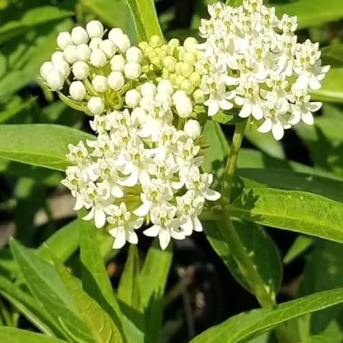 White Milkweed Live Plants - Pack of 2 - Butterfly Milkweed Plants - Monarch Butterfly Attractant - Perennial Blooms - Ideal for Gardens and Pollinator Habitats - Asclepias incarnata by Unknown
