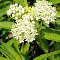 White Milkweed Live Plants - Pack of 2 - Butterfly Milkweed Plants - Monarch Butterfly Attractant - Perennial Blooms - Ideal for Gardens and Pollinator Habitats - Asclepias incarnata by Unknown