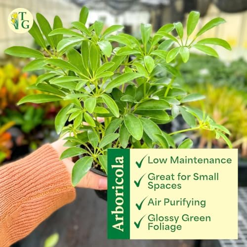 Live Arboricola Umbrella Tree Plant, Schefflera Arboricola, 6" Pot - Image 4