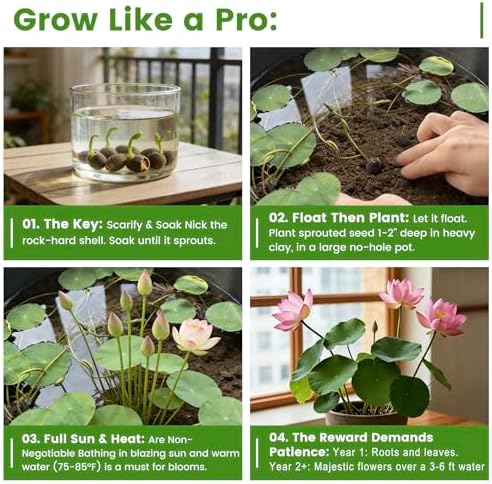 30 PCS Lotus Seeds for Planting in Water - Mixed Color Bowl Lotus Seeds, Live Pond Plant Water Lily Seeds for Indoor Bonsai, Koi Pond, Outdoor Ponds & Garden - Image 4