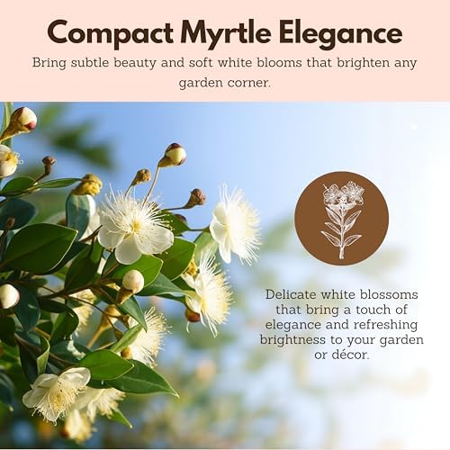 Myrtle Plant Live, Dwarf Myrtus Communis Bonsai Starter, 2-Inch Pot, 5-Pack - Image 6