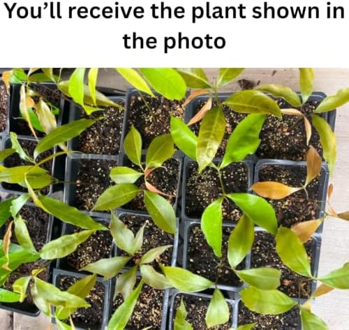 Lychee Tree Live Plant, Tropical Fruit Litchi Seedling, in 4" Pot - Image 5
