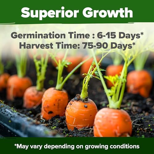 HOME GROWN Tendersweet Carrot 6000+ Seeds, Daucus carota subsp. sativus - Image 2