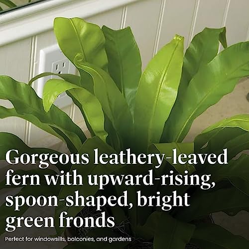 American Plant Exchange Bird’s Nest Fern – 6-Inch Pot – Live Easy Care Indoor Houseplant, Air-Purifying, Pet-Friendly Tropical Plant for Bathrooms, Bedrooms & Home or Office Décor - Image 3