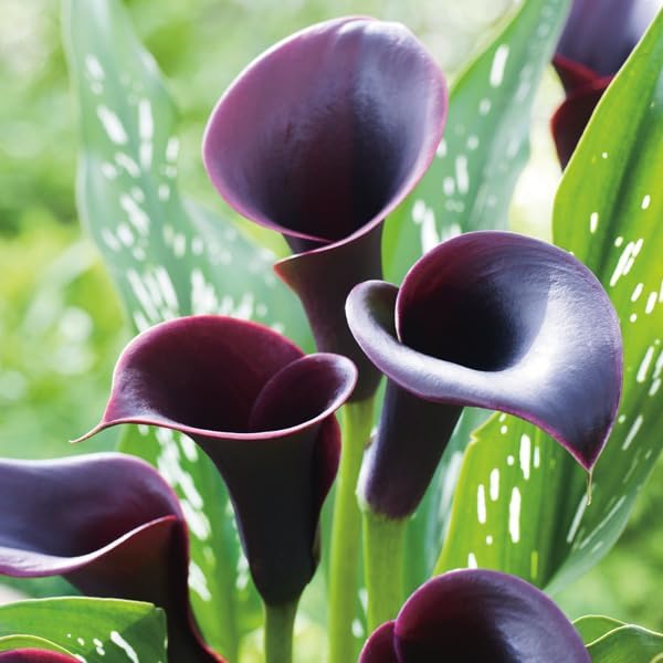 Votaniki Calla Lily Night Club Bulbs - Perennials, Long Lasting & Spectacular Blooms, Calla 'Night Club' (Zantedeschia) - Arum Lily | Easy to Grow (2 Pack) by Votaniki