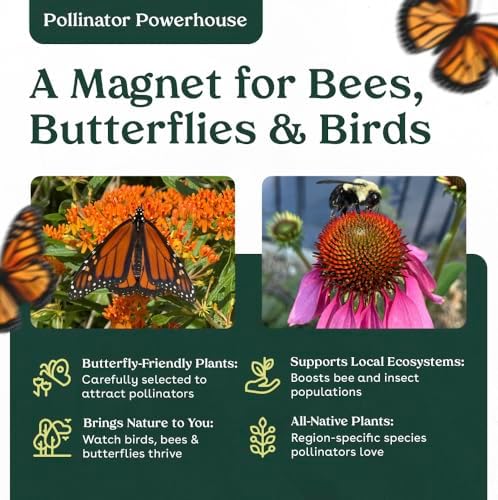Hummingbird Sage 6 Live Plants (Salvia spathacea) – Native California Fragrant Groundcover for Shade Gardens, Drought Tolerant Perennial Flowers, Pollinator Friendly Landscaping - Image 6
