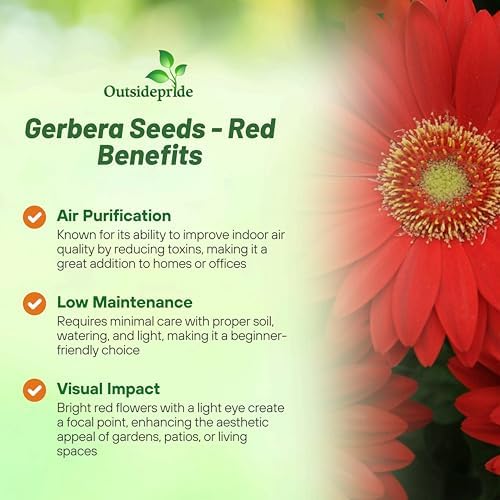 Outsidepride Red Gerbera Seeds - 10 Pcs Perennial, Compact & Low Maintenance, Flower Seeds for Planting w/Mounding Foliage & Vibrant Red Blooms, Ideal for Garden Landscaping & Cut Flower Arrangements - Image 3