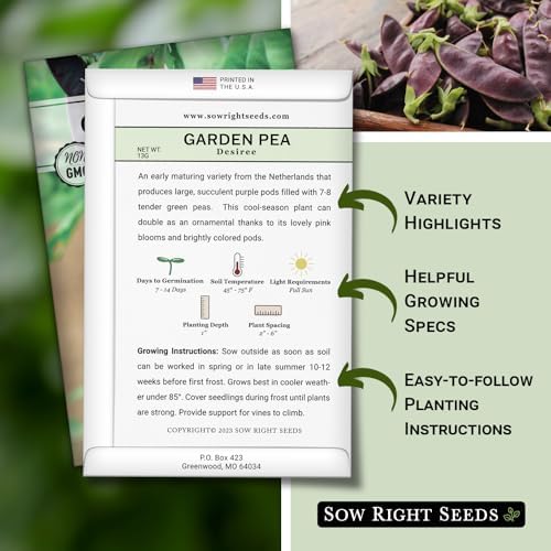 Sow Right Seeds - Desiree Pea Seed for Planting Outdoor Purple Snap Peas - Image 2