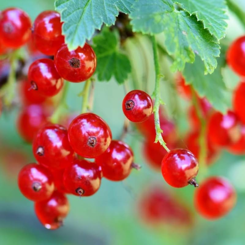 Red Currant Bush Live Plant, Cold Hardy Berry Bush Shrub, 5-9 Inch Tall - Image 3