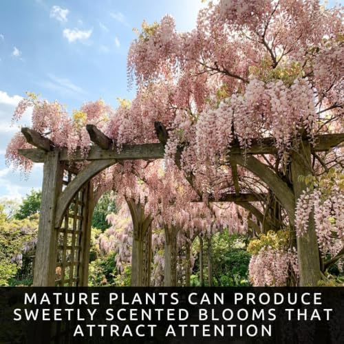 5 Pink Wisteria Bonsai Tree Seeds for Planting - Wisteria Floribunda - Bonsai Seeds for Planting | Flowering Tree Seeds | Ornamental Climbing Vine with Fragrant Pink Blooms - Image 6