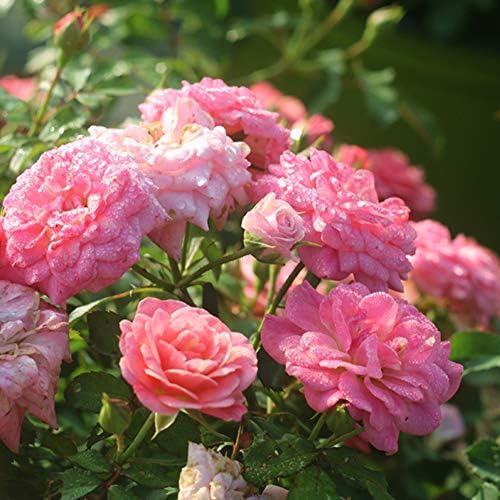 Perfect Plants Sweet Drift Rose Live Plant, 1 Gallon, Pink Ground Cover - Image 3