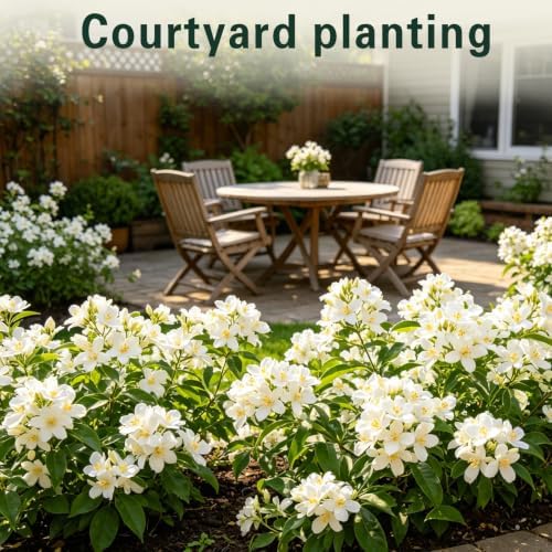 Arabian Jasmine Seeds, Fragrant Patio/Indoor Shrub, Perennial Flower Seeds - Image 5