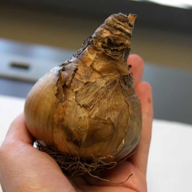 Gigantic Star Daffodil Flower Bulbs - 10 Bulbs per Pack - Vanilla Fragrance - Deer Resistant - Good as Cut Flowers - Good for Indoor Forcing - Grows Well in Containers - Naturalizing - Perennializing - Image 3